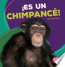 Libro ¡es Un Chimpancé! (It's a Chimpanzee!)
